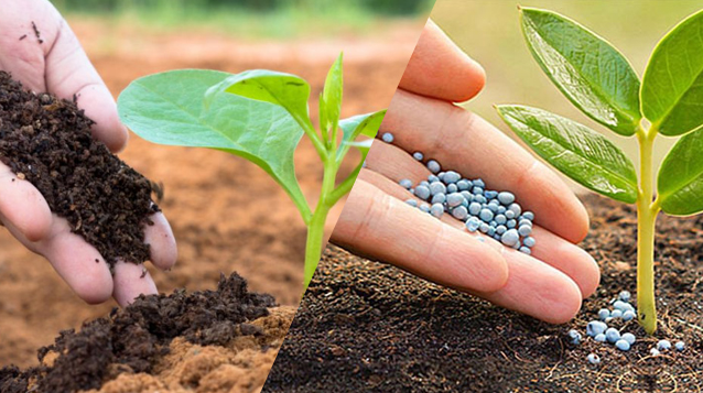 Công Nghệ Sản Xuất Phân Bón Hữu Cơ Vi Sinh và NPK Hóa Học – Lựa Chọn Nào Tối Ưu Cho Tương Lai?